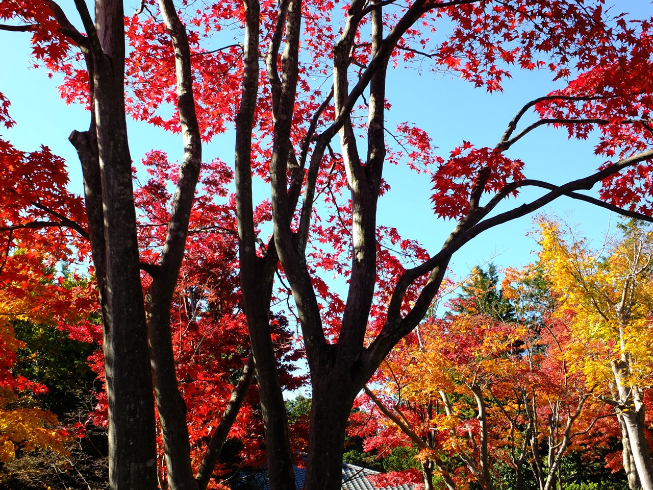 東京の紅葉（昭和記念公園）2017