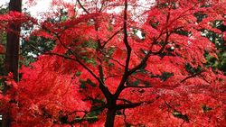 京都の紅葉巡り